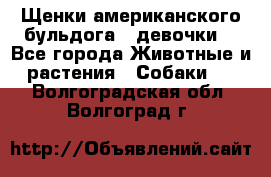 Щенки американского бульдога ( девочки) - Все города Животные и растения » Собаки   . Волгоградская обл.,Волгоград г.